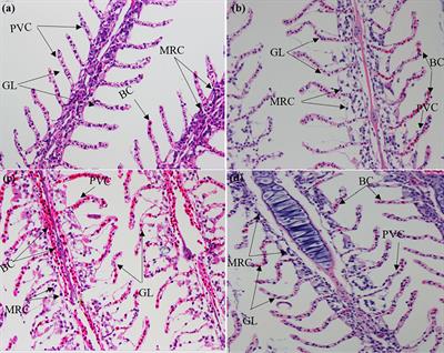 Hypoxia Stress Induces Tissue Damage, Immune Defense, and Oxygen Transport Change in Gill of Silver Carp (Hypophthalmichthys molitrix): Evaluation on Hypoxia by Using Transcriptomics